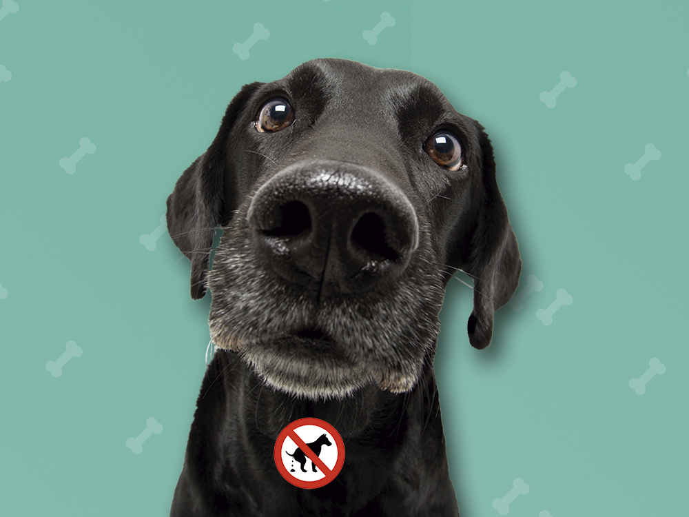 Campaa de Publicidad Ayto. Mstoles